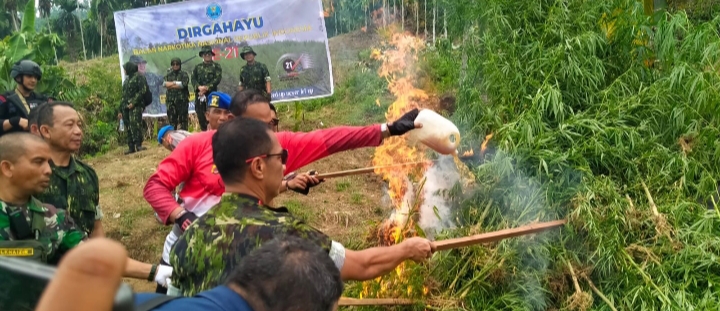 BNN RI Musnahkan 40 ribu Batang Ganja Basah di Aceh Utara 1 IMG_20230309_224403