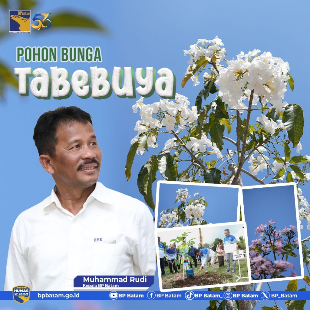 Indahnya Seperti Vibes di Jepang, Bunga Tabebuya Bermekaran Sepanjang Pendestrian Batam Center 1 bunga bp